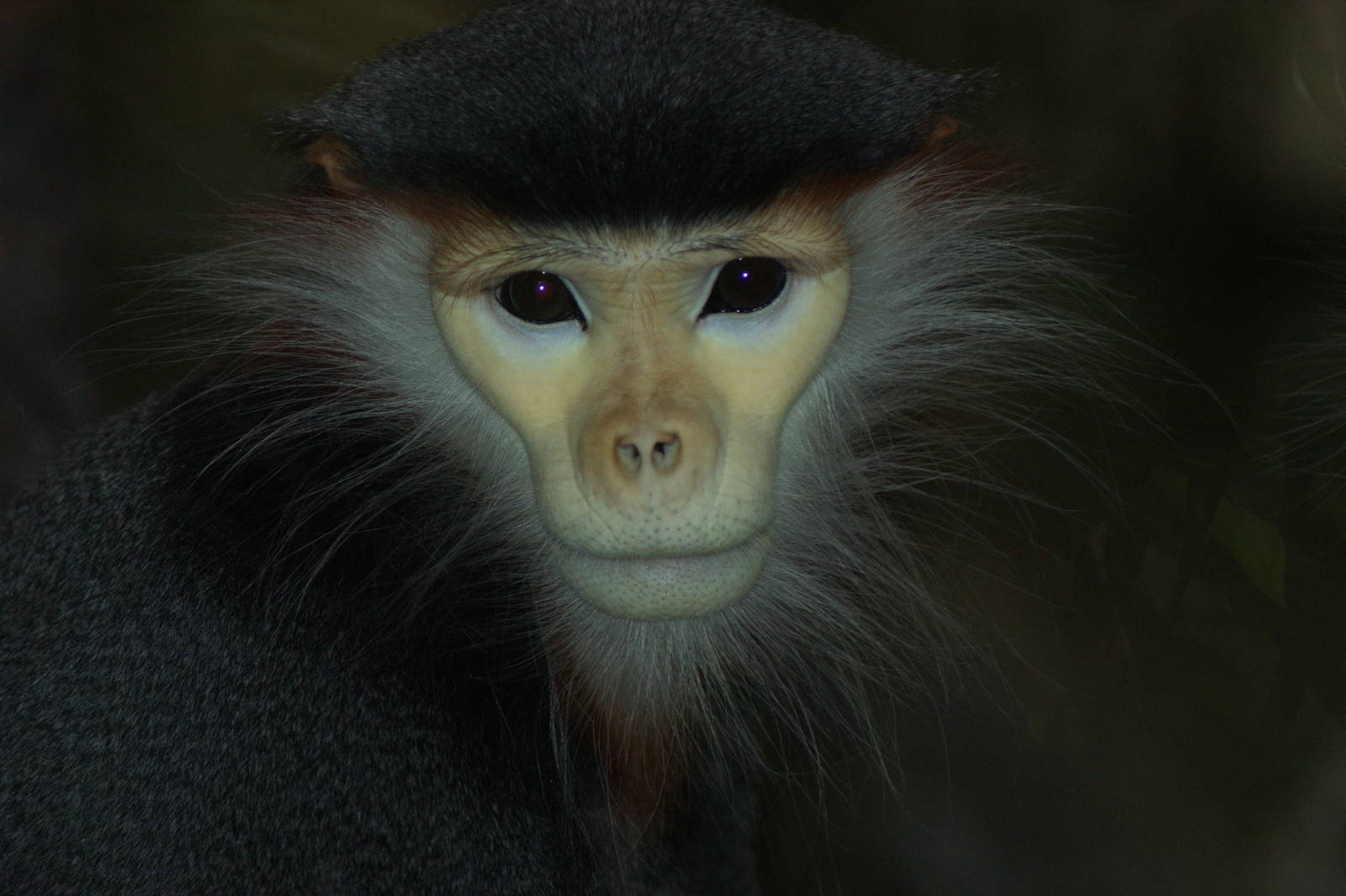 Red-shanked douc langur