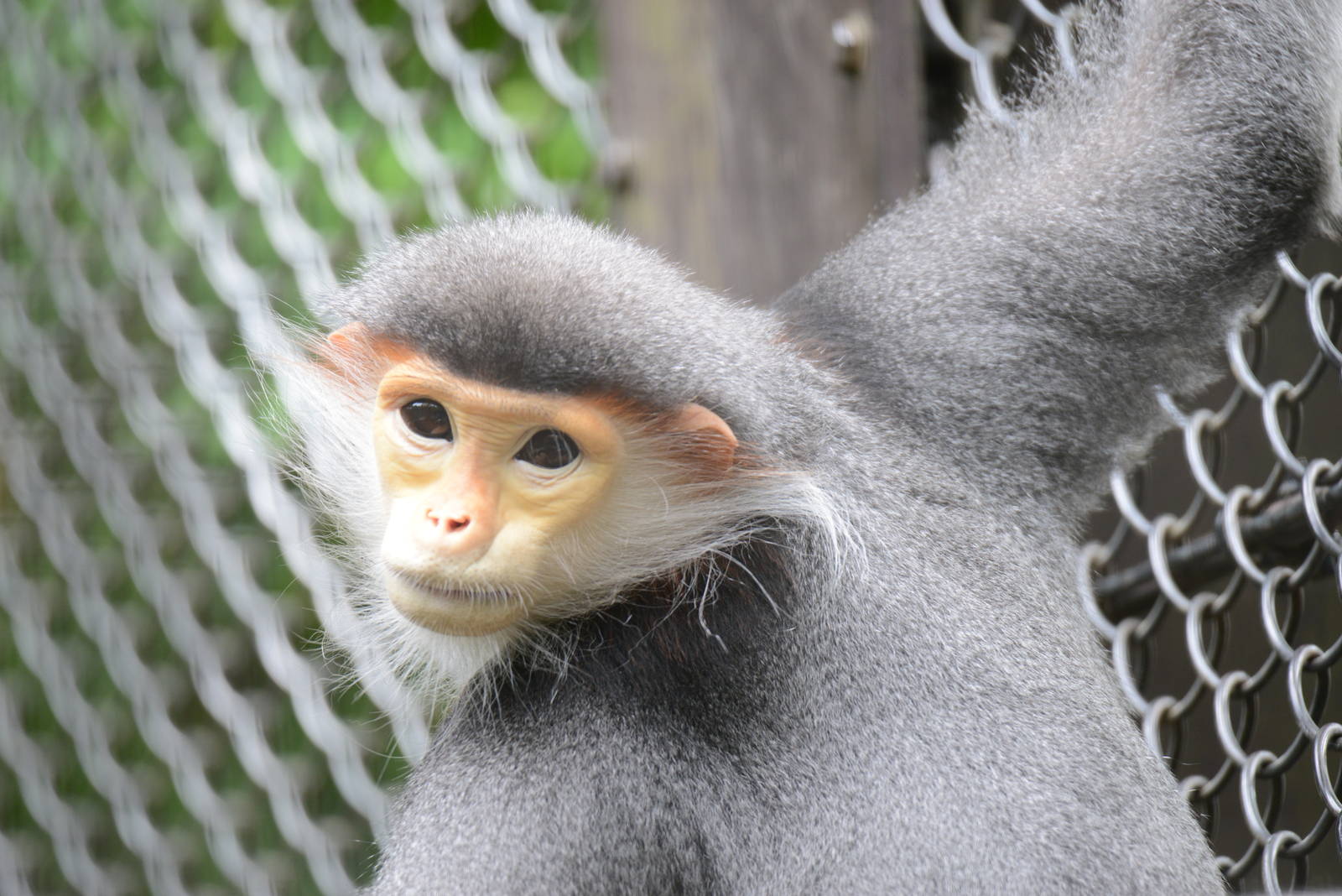 Red-shanked douc langur