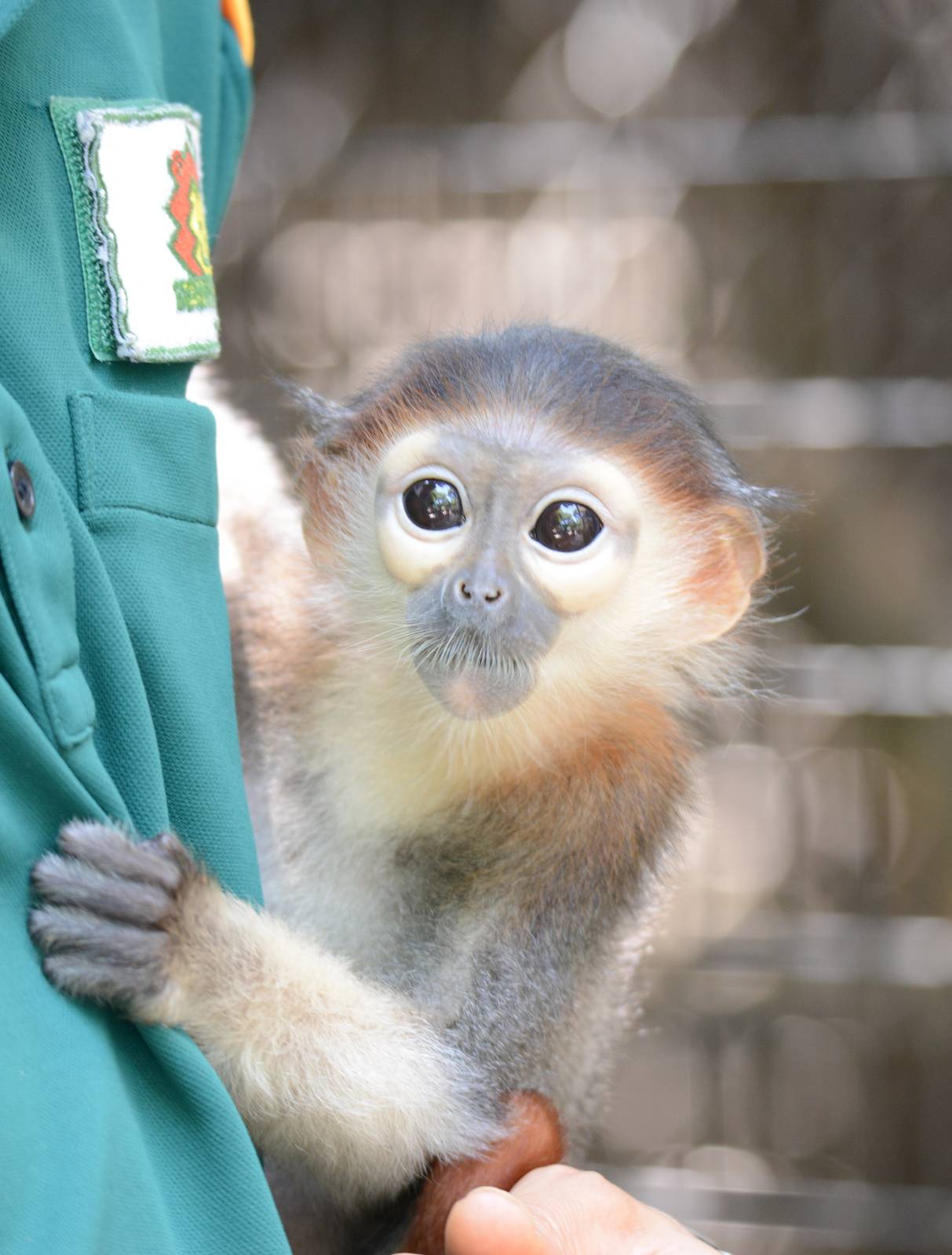 Red-shanked douc langur