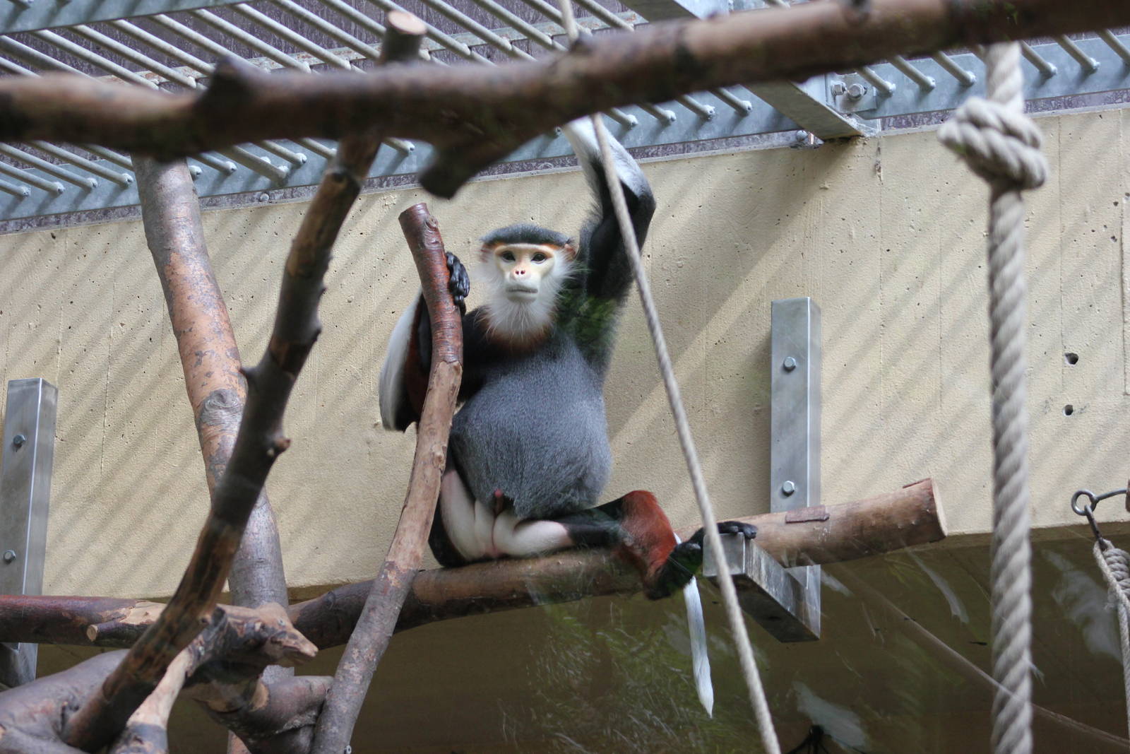 Red-shanked douc langur