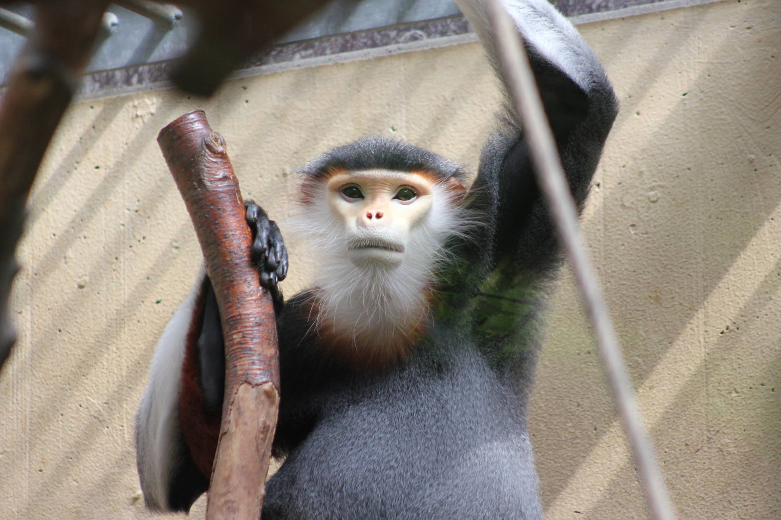 Red-shanked douc langur