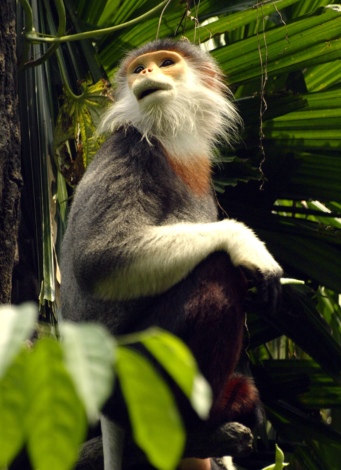 Red-shanked Douc Langur