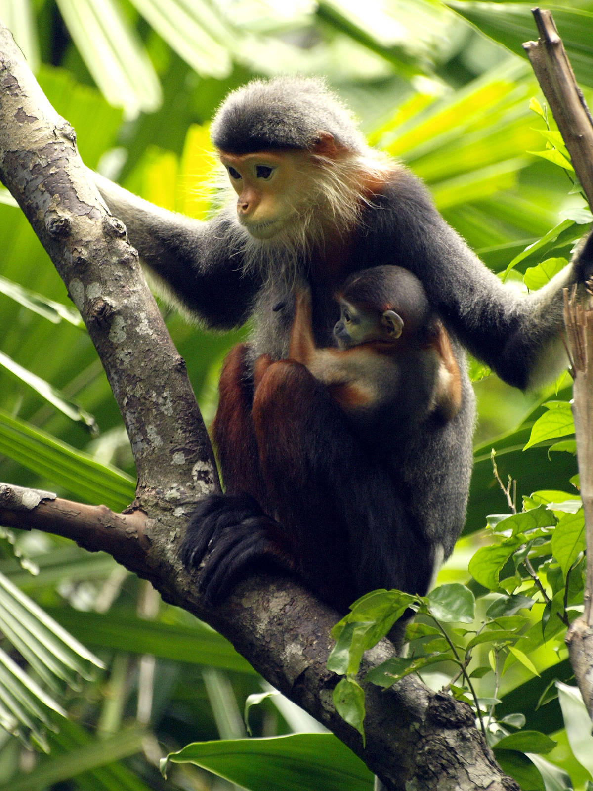 Red-shanked Douc Langur
