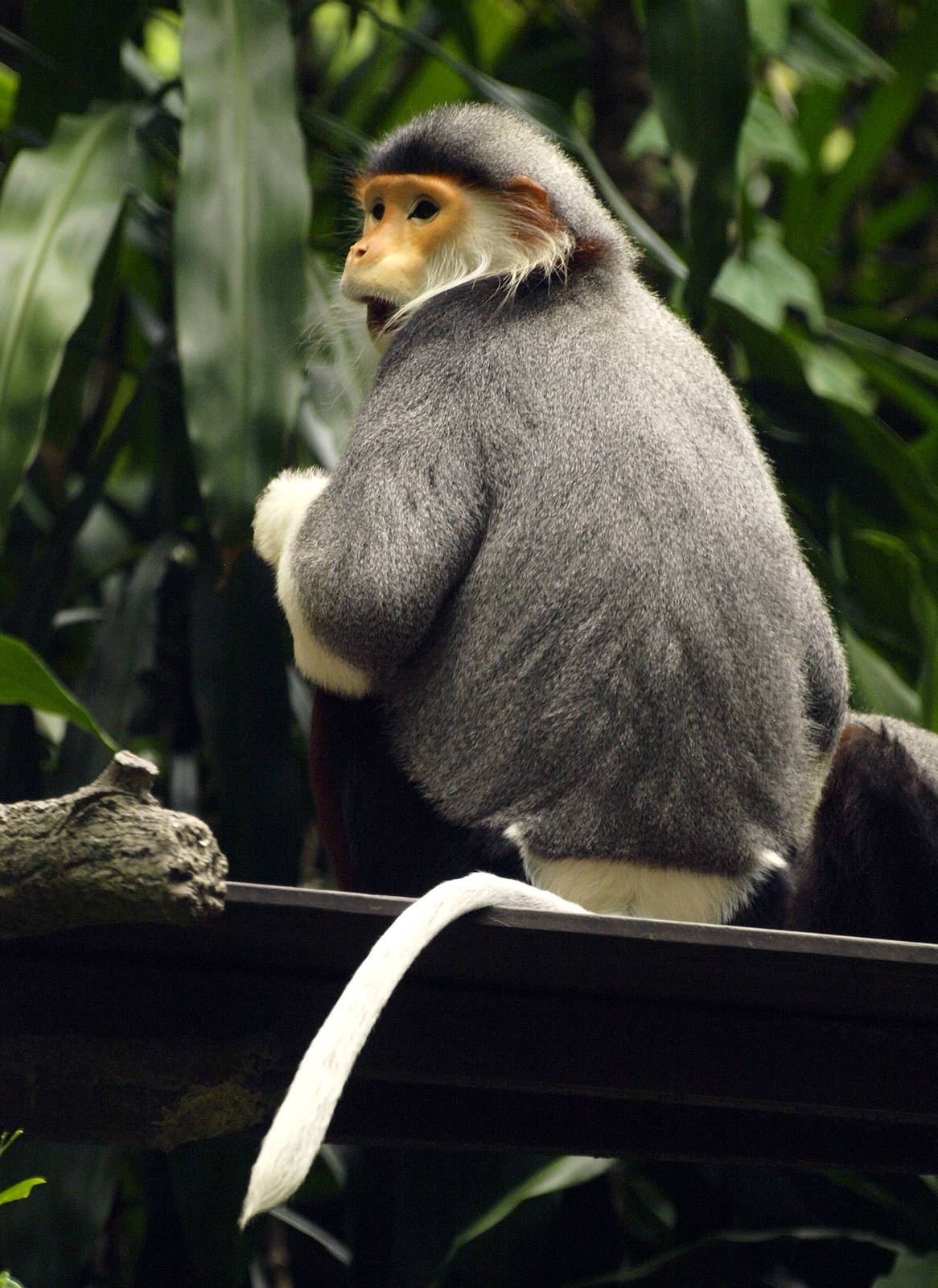 Red-shanked Douc Langur