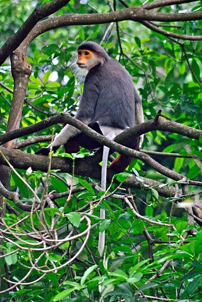 Red-shanked douc langur