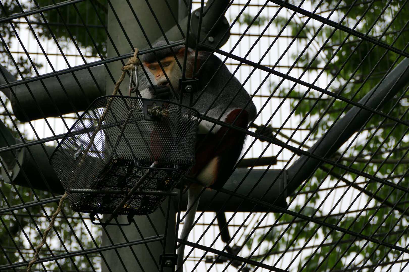 Red-shanked douc langur