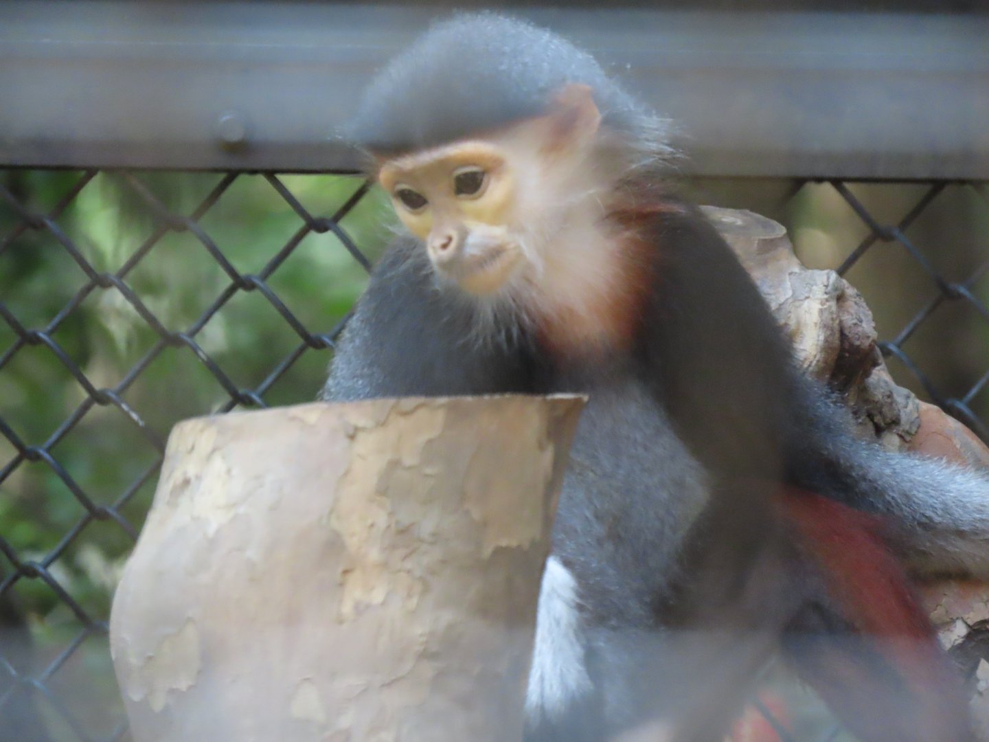 Red shanked douc langur
