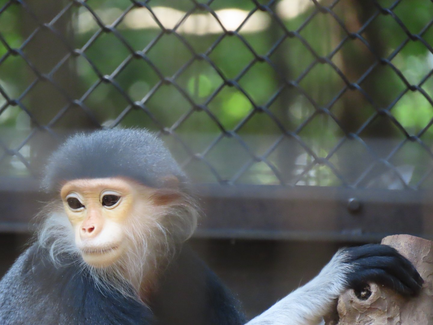 Red shanked douc langur