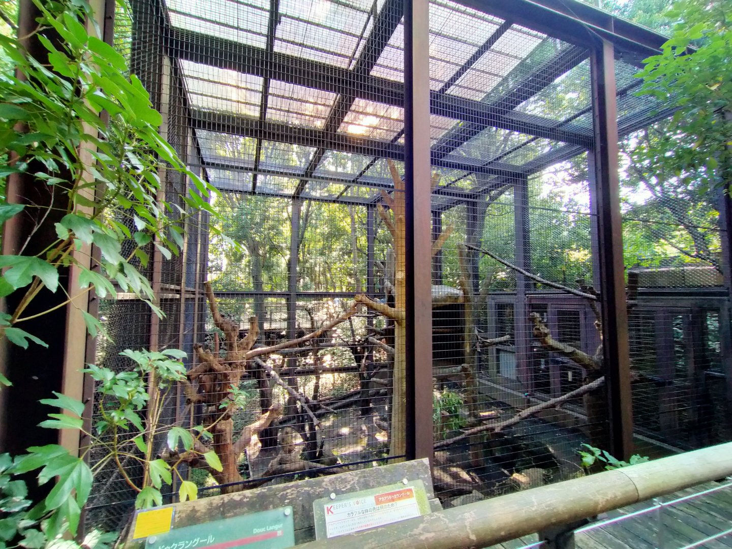 Red-shanked douc langur