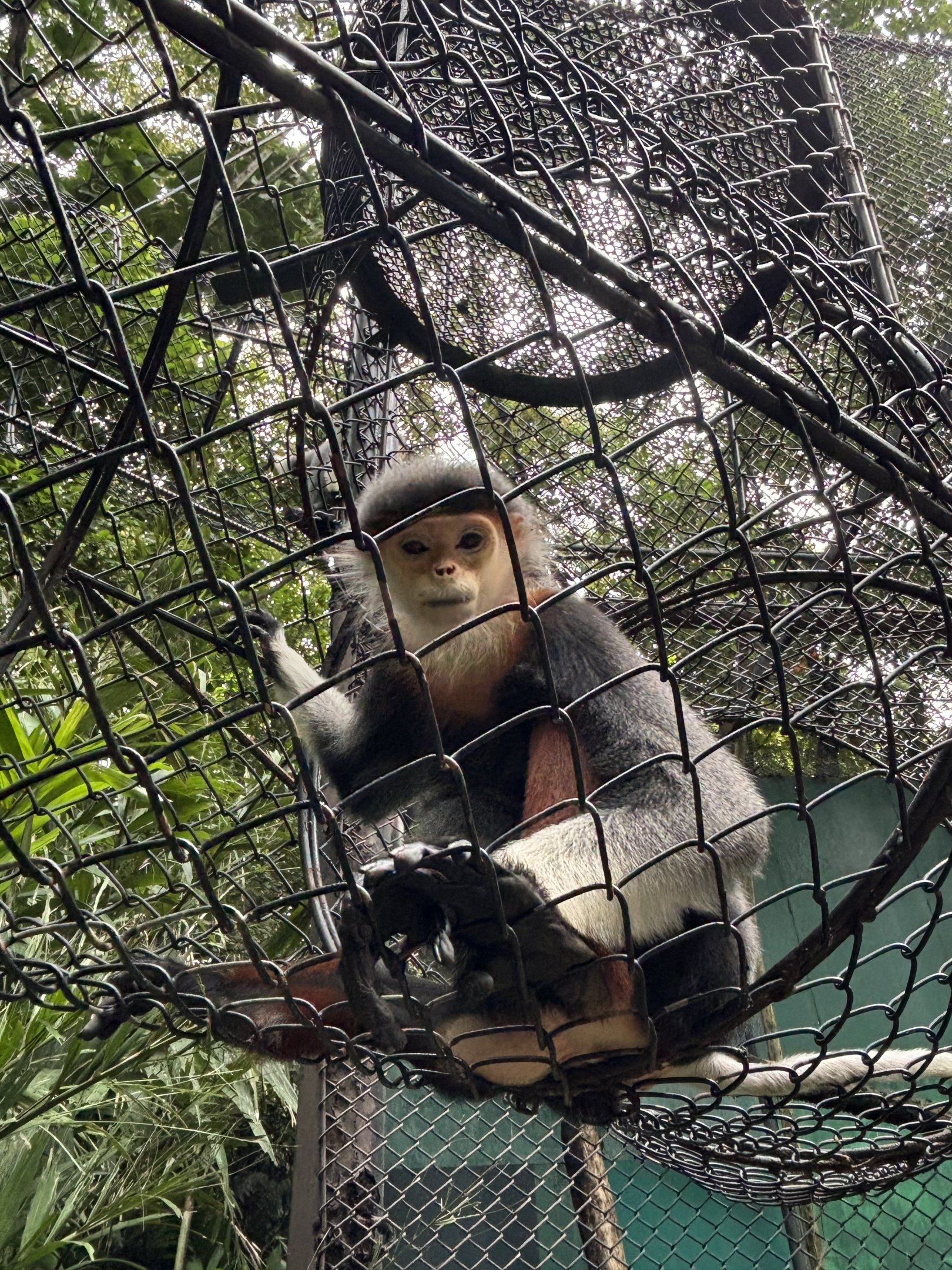 Red-shanked Douc Langur