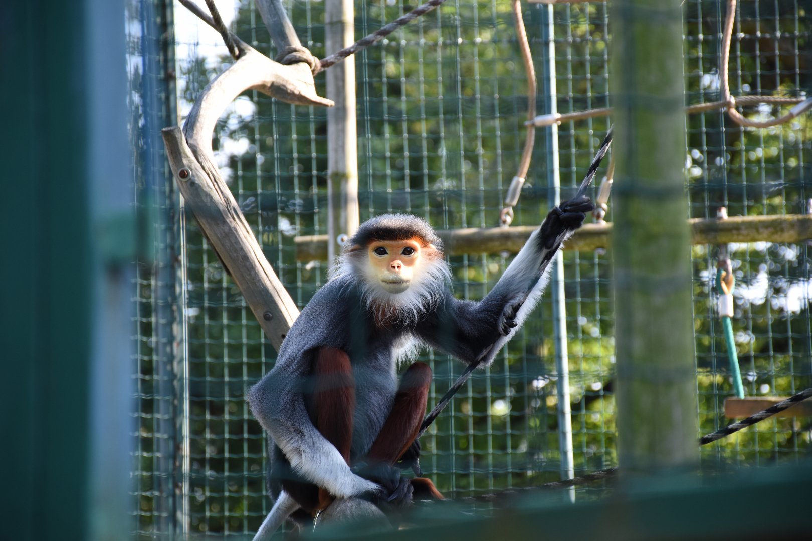Red-shanked douc langur