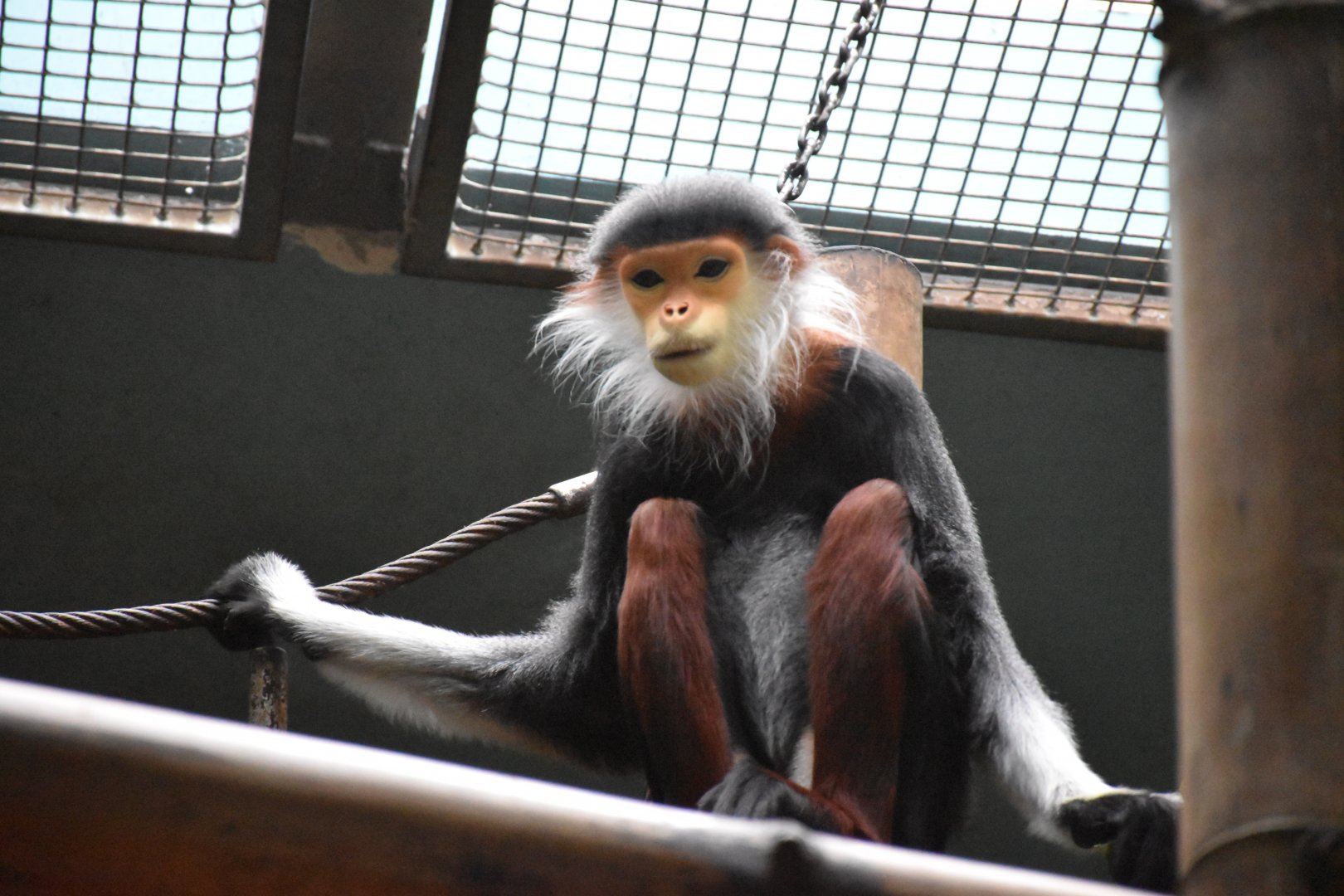 Red-shanked douc langur
