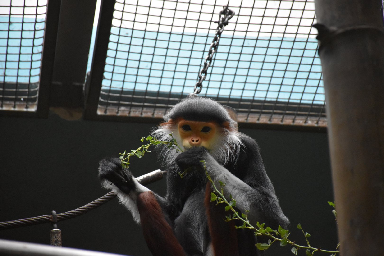 Red-shanked douc langur