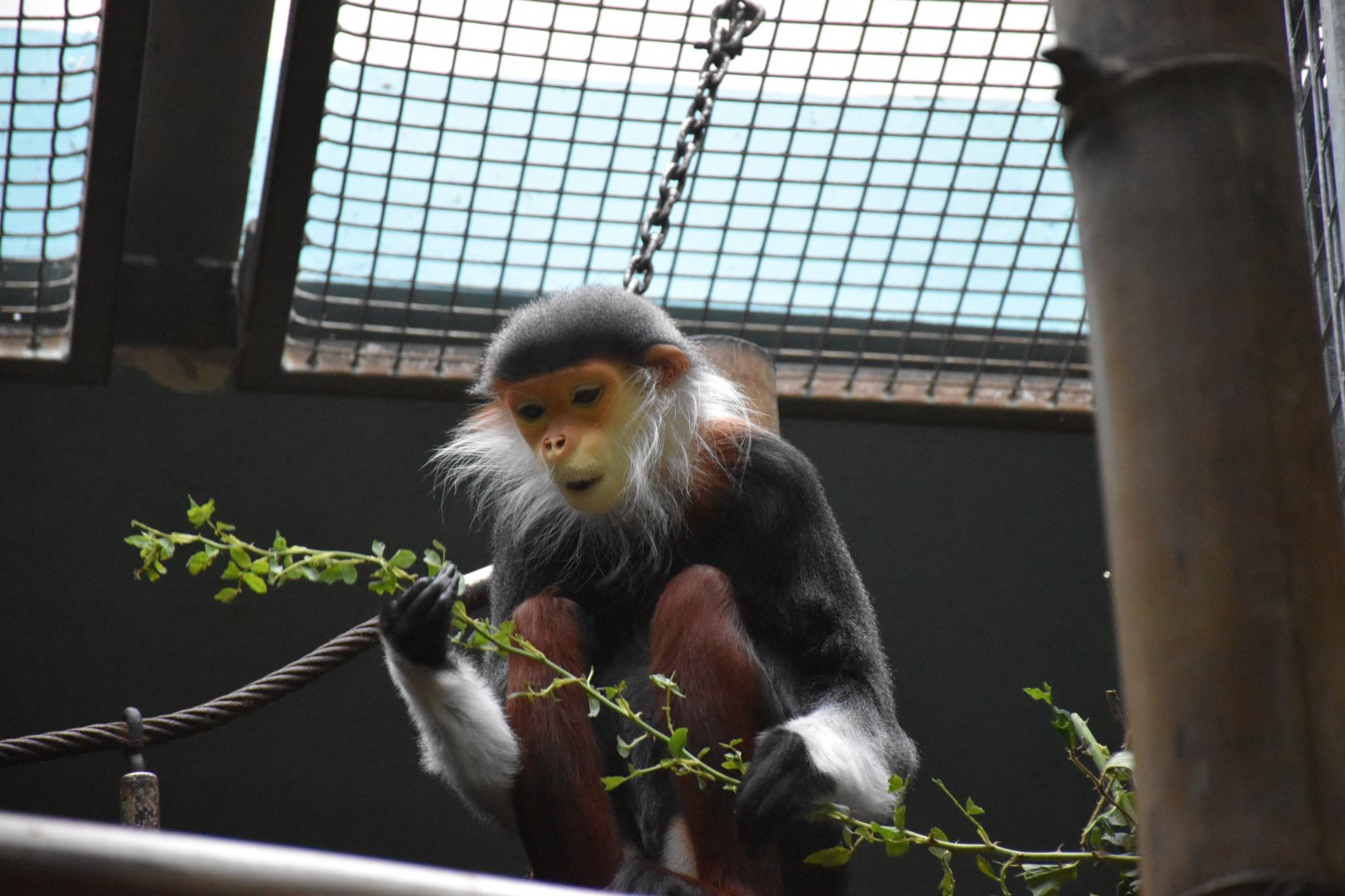 Red-shanked douc langur