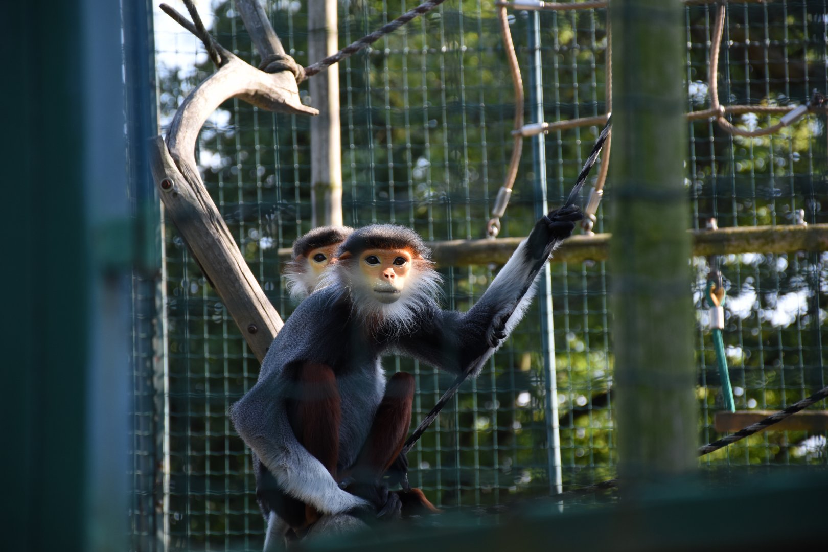 Red-shanked douc langur