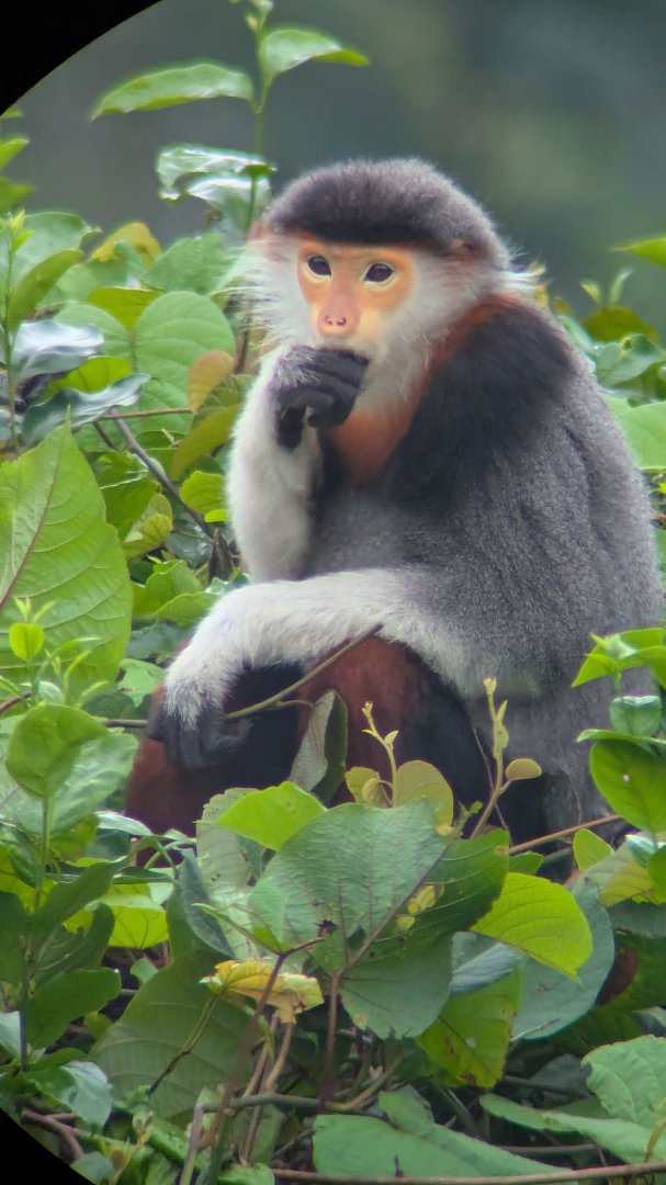 Red-Shanked Douc Langur