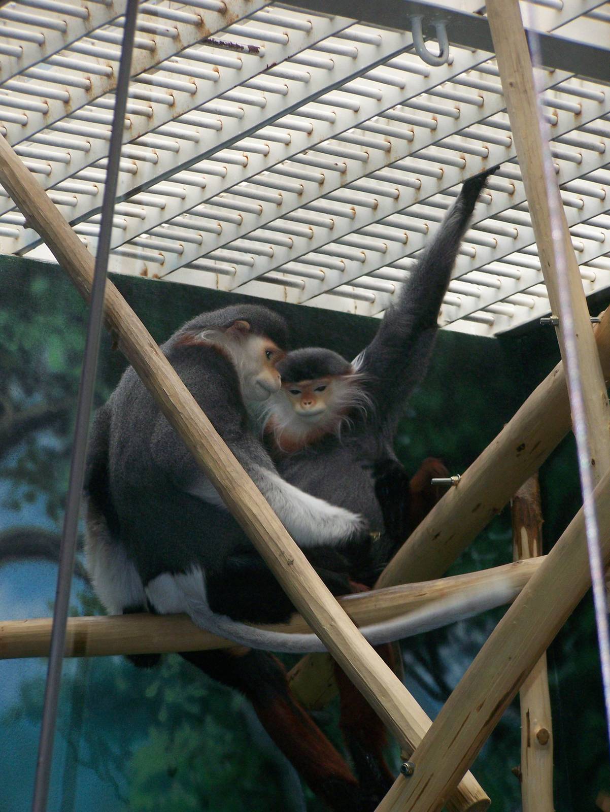 Red-Shanked Douc Langurs- 8/23/2007