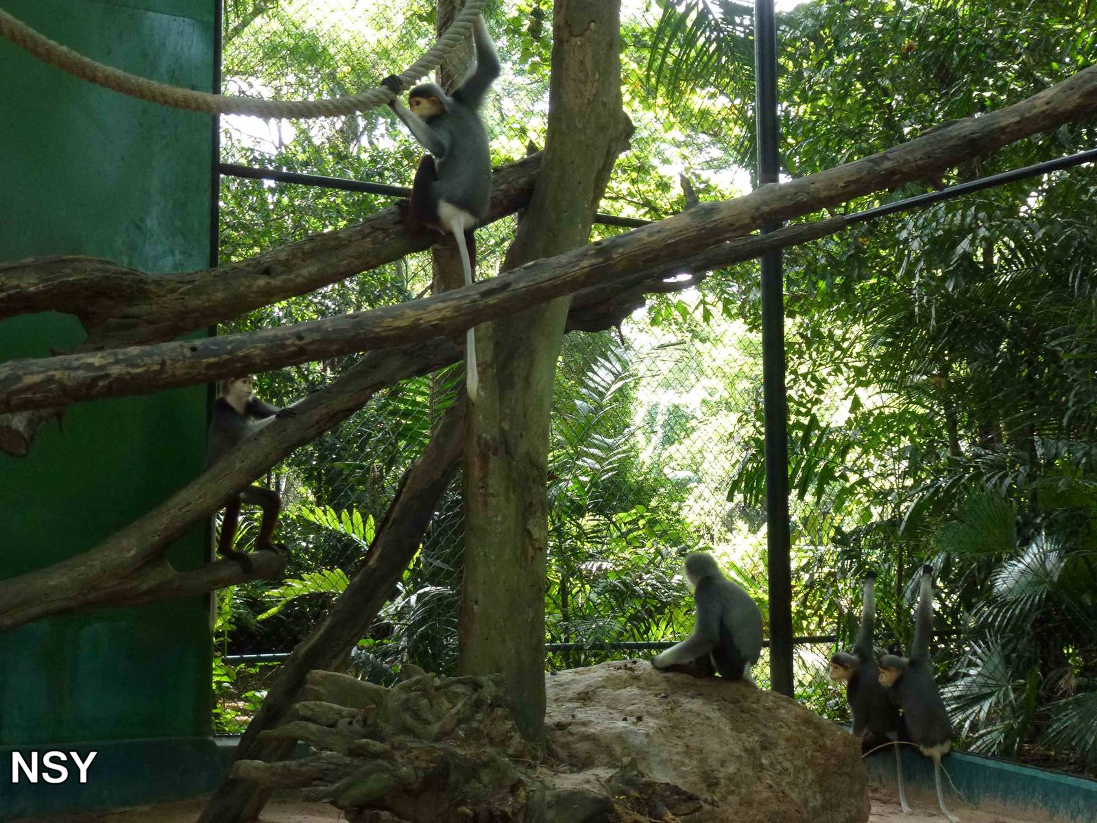 Red-shanked douc langurs, June 2013.
