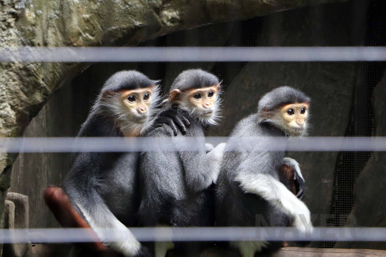 Red-shanked douc langurs, October 2017