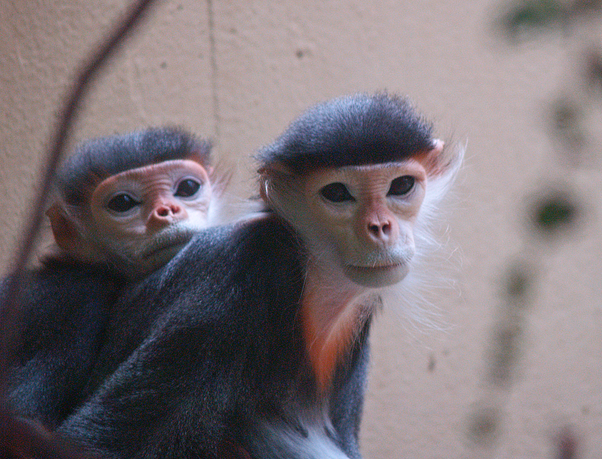 Red-shanked douc langurs (Pygathrix nemaeus), 2008-06-28