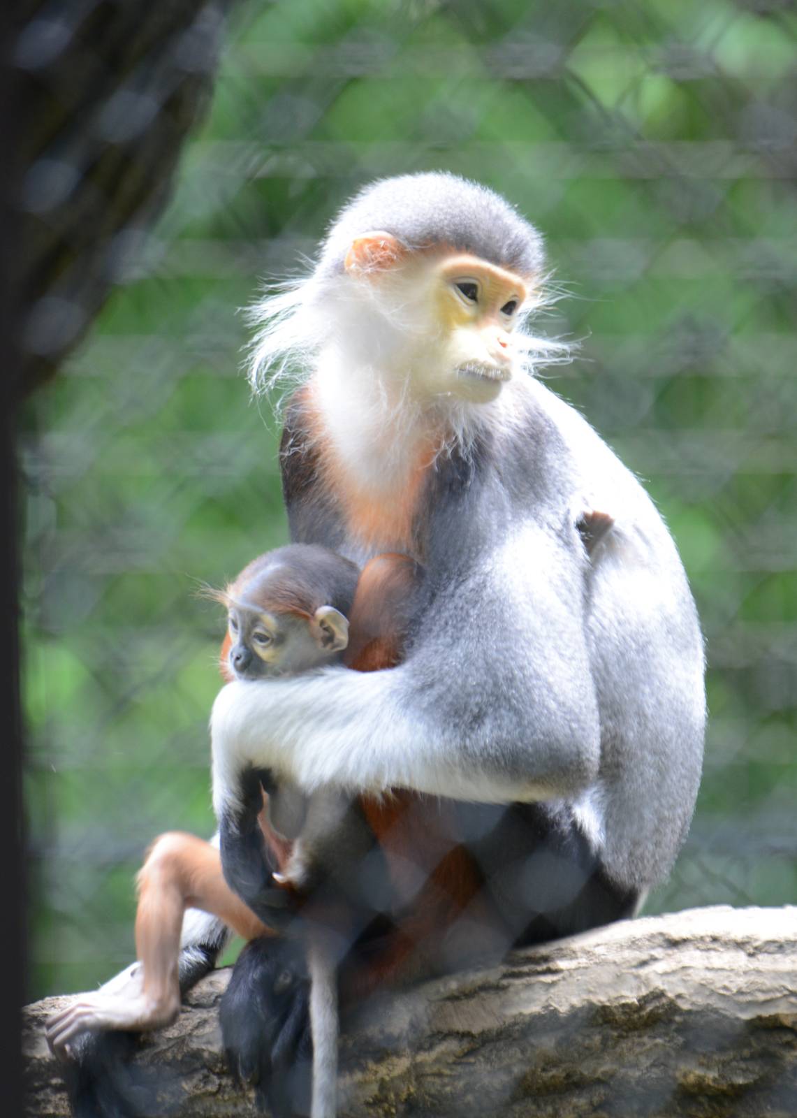 Red-shanked douc langurs