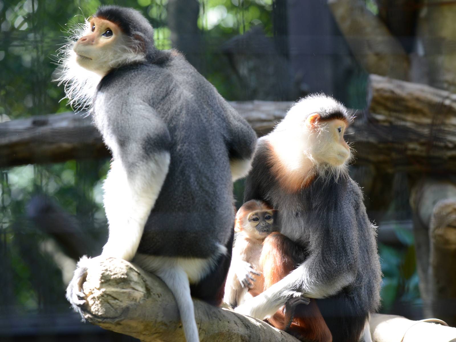 Red-shanked douc langurs