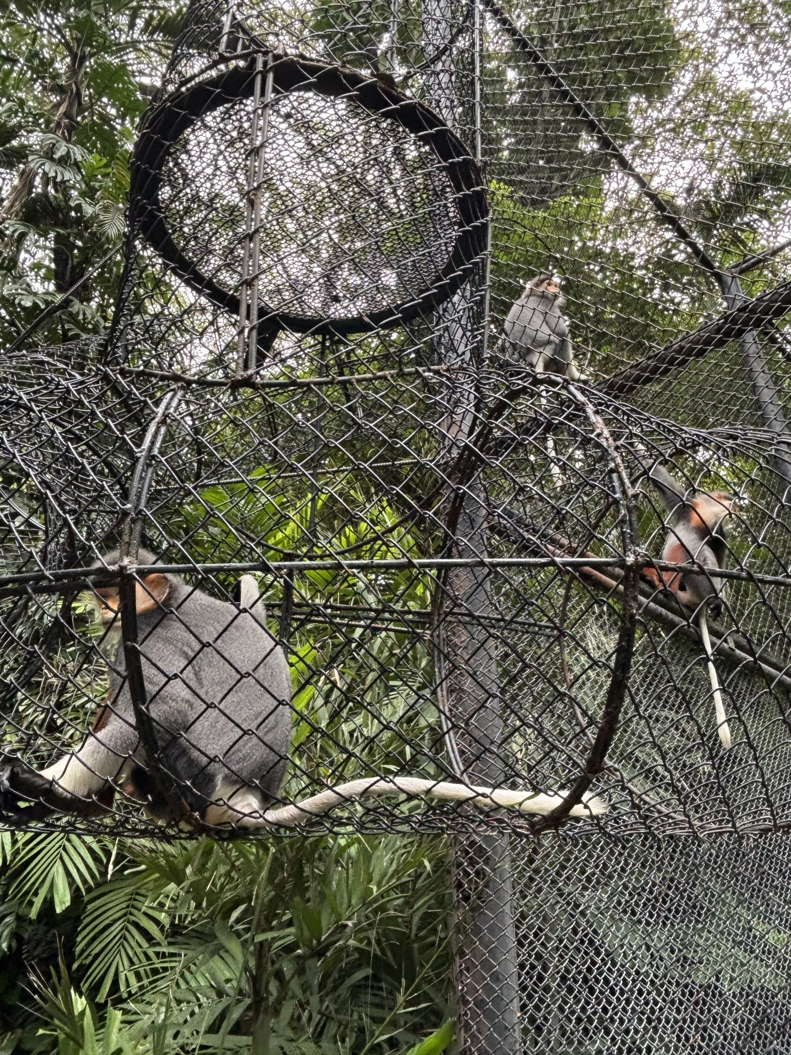 Red-shanked Douc Langurs