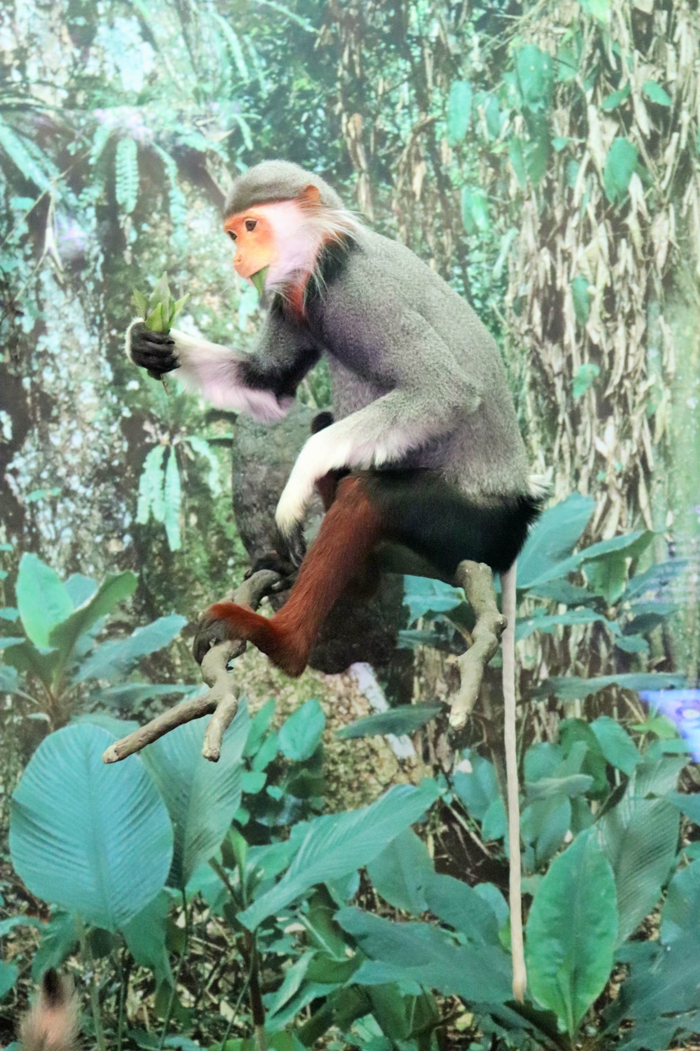 Red-shanked Douc Monkey (Pygathrix nemaeus)