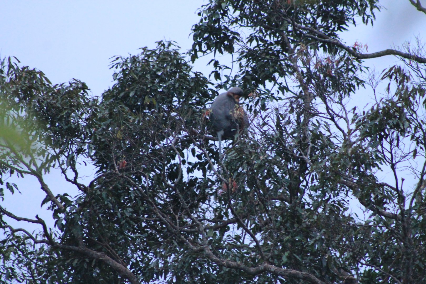 Red-shanked Douc (Pygathrix naemeus)