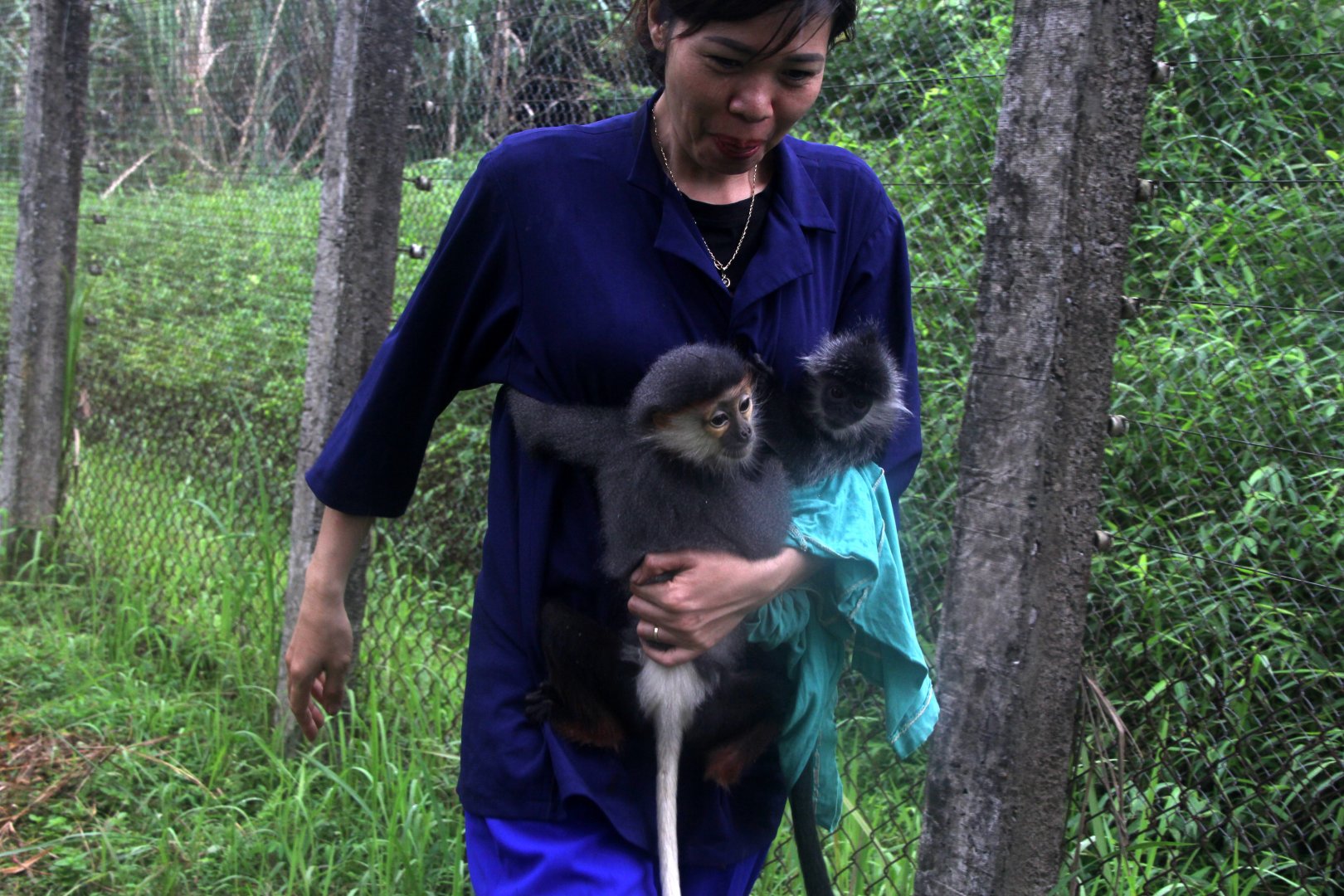 red-shanked douc (Pygathrix nemaeus) & Indochinese lutung (Trachypithecus germaini)