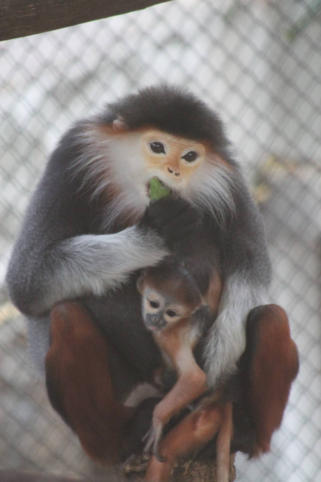 red-shanked douc (Pygathrix nemaeus)