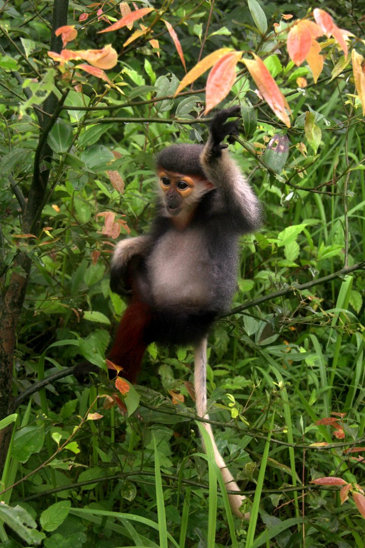 red-shanked douc (Pygathrix nemaeus)