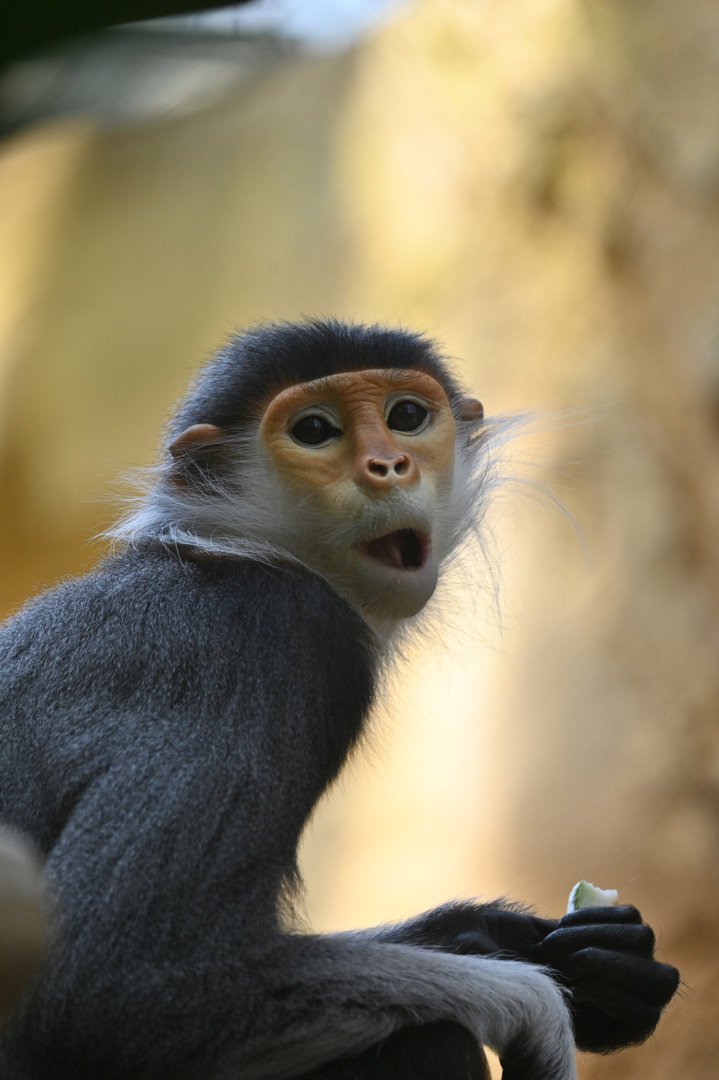 Red-shanked douc (Pygathrix nemaeus)