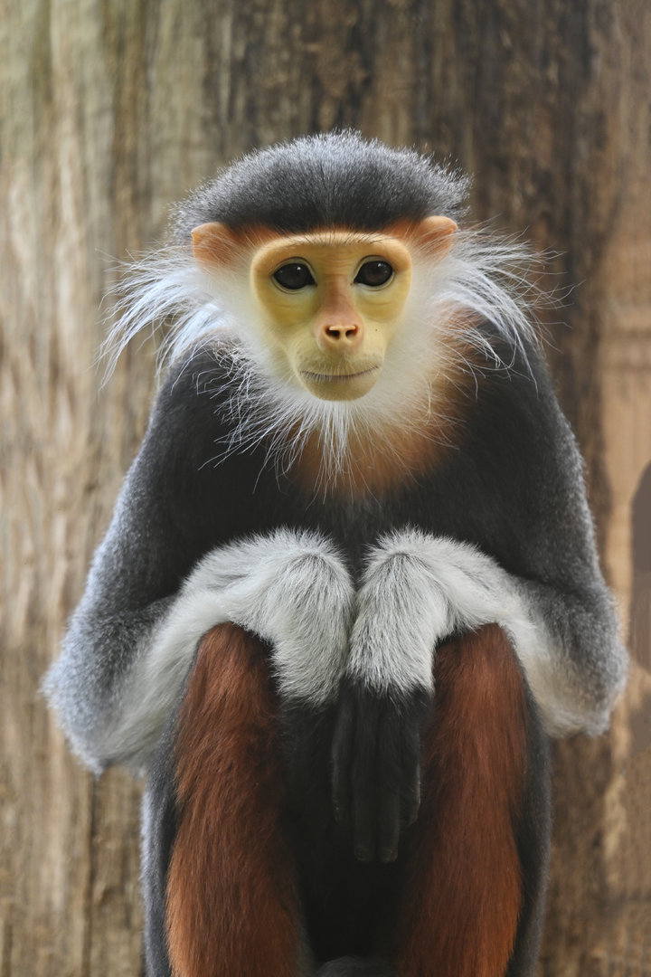 Red-shanked douc (Pygathrix nemaeus)