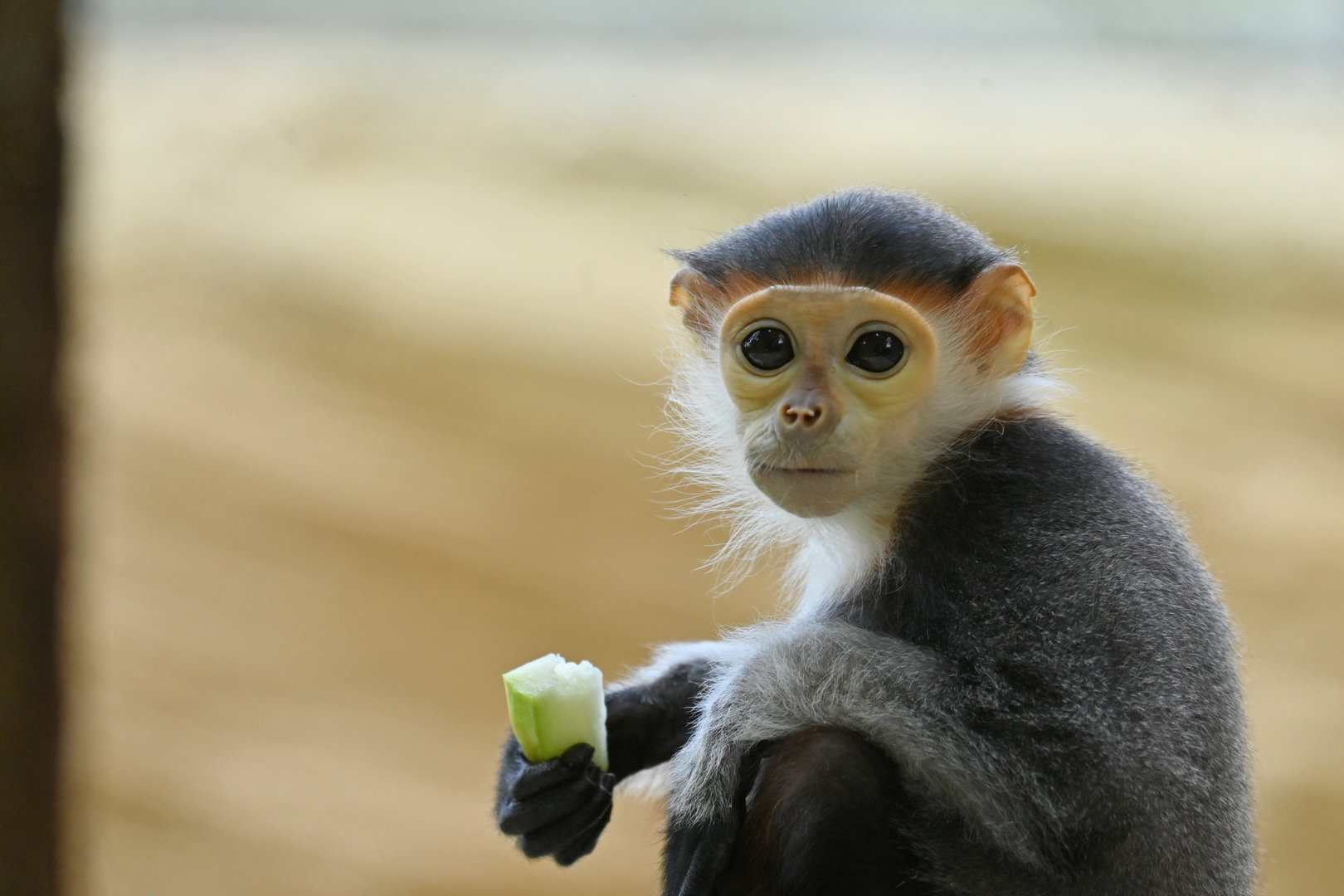 Red-shanked douc (Pygathrix nemaeus)