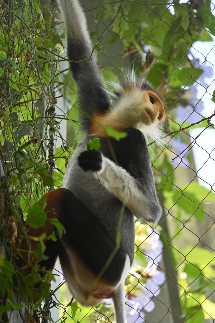 Red-shanked douc (Pygathrix nemaeus)