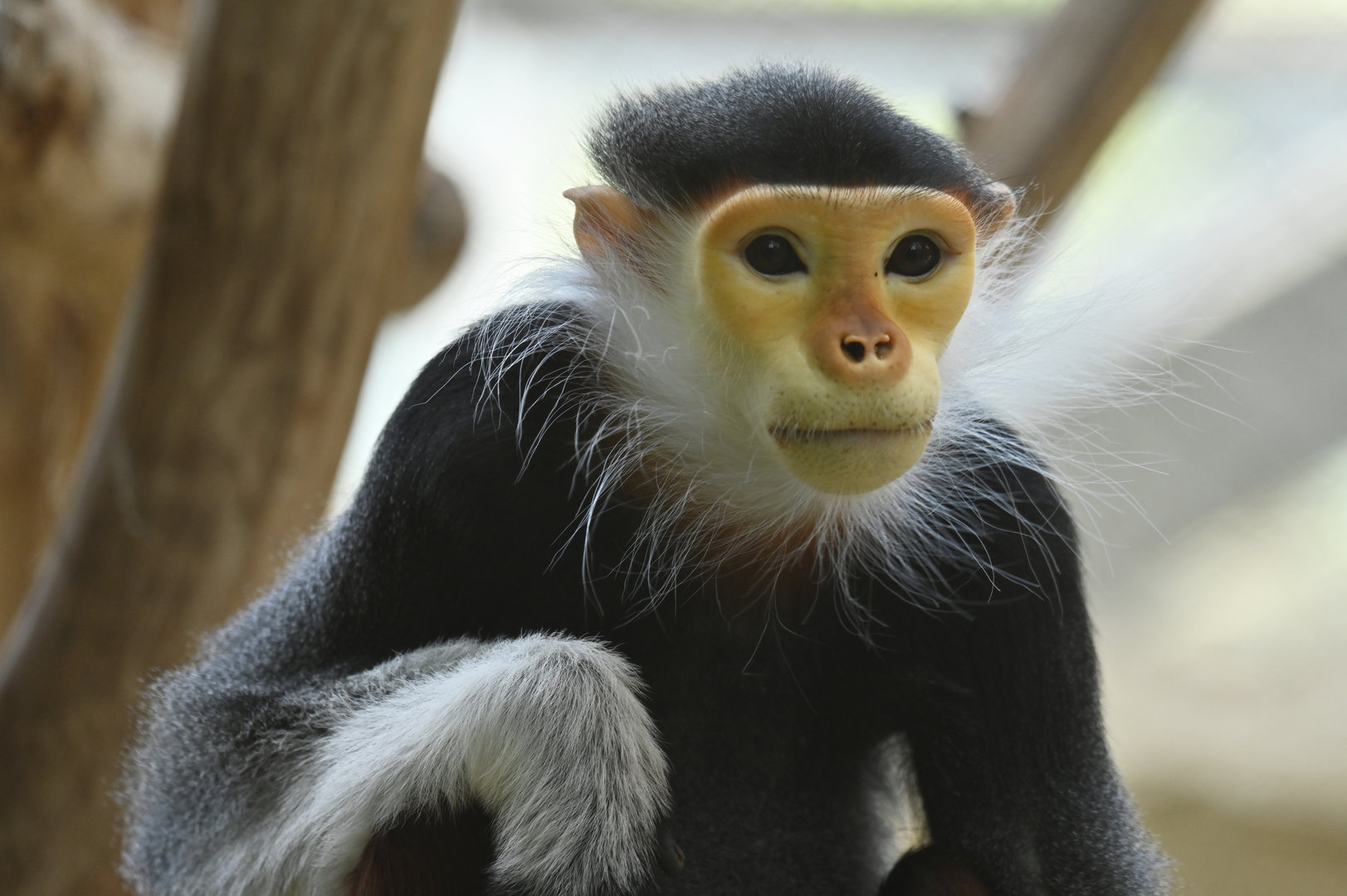 Red-shanked douc (Pygathrix nemaeus)