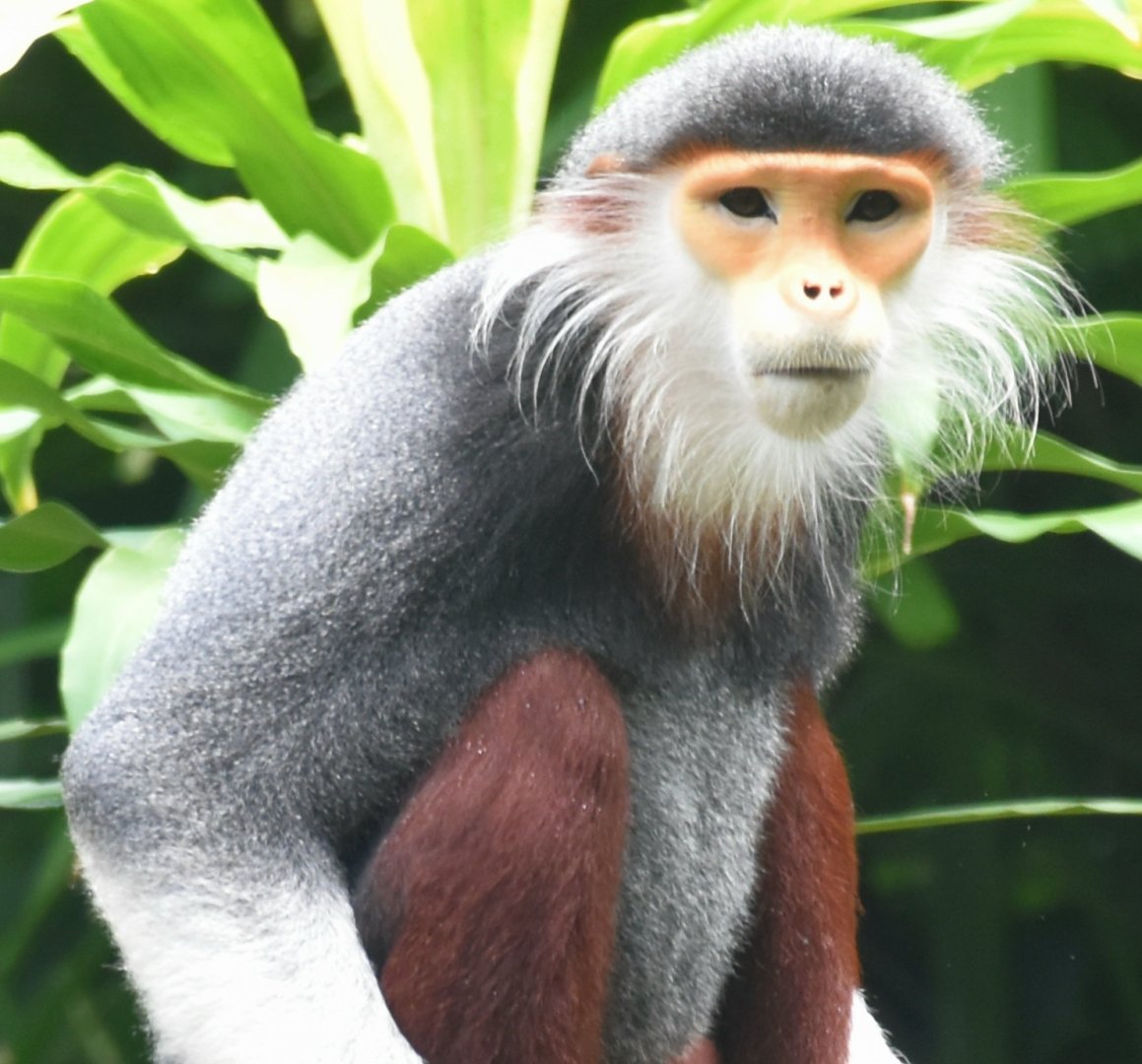 Red-shanked Douc (Pygathrix nemaeus)