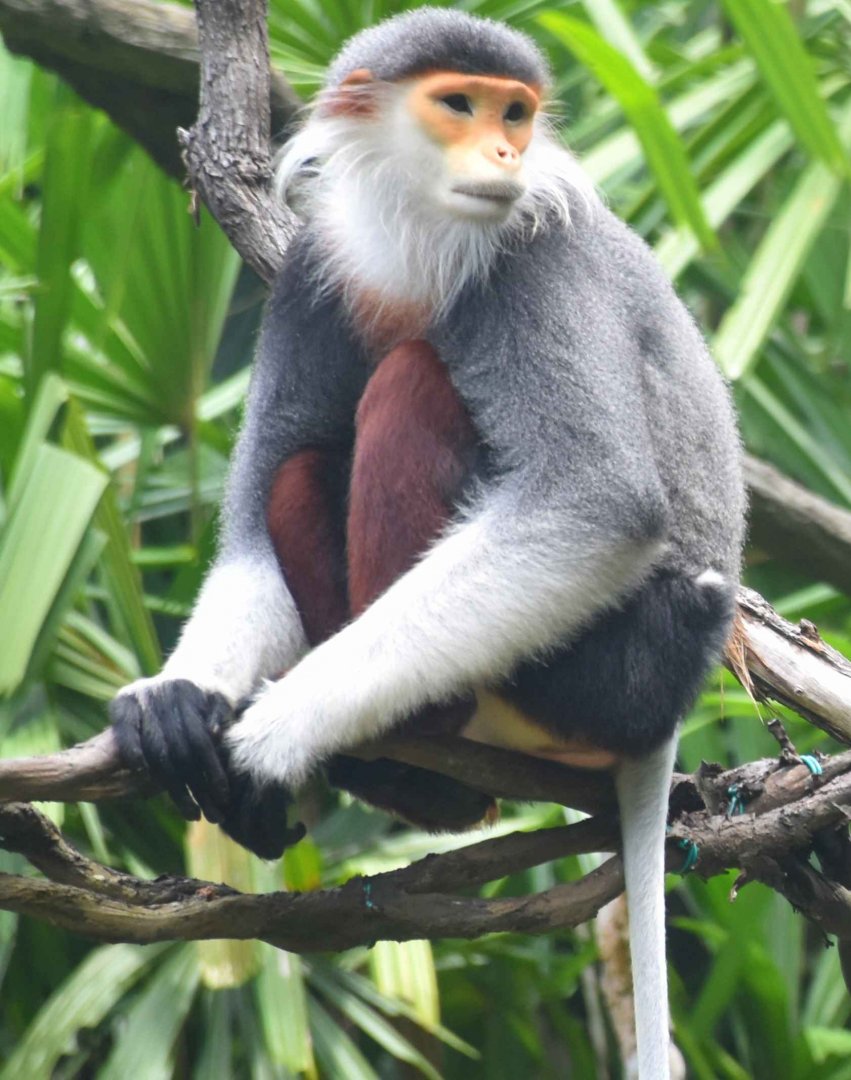 Red-shanked Douc (Pygathrix nemaeus)