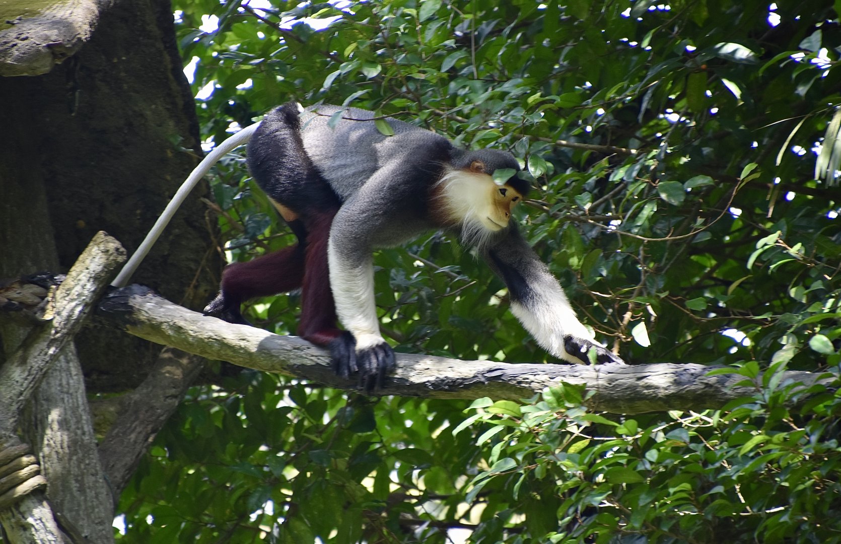Red-Shanked Douc (Pygathrix nemaeus)