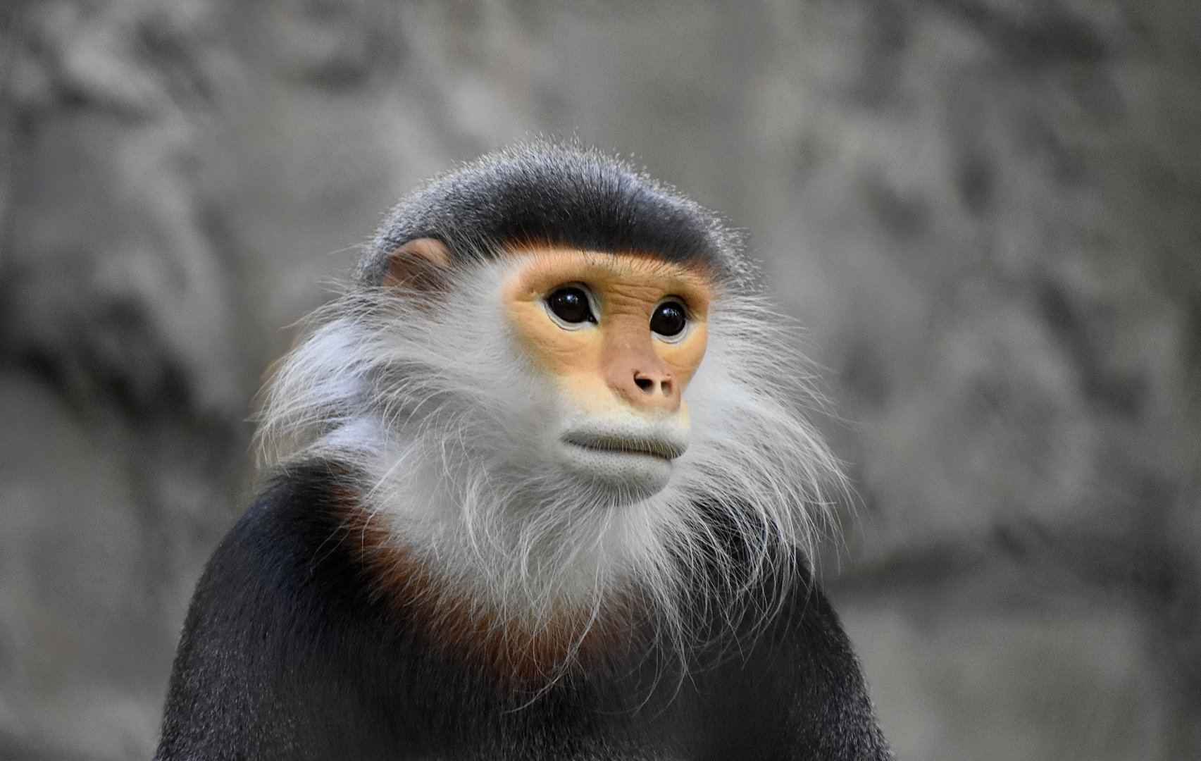 Red-Shanked Douc (Pygathrix nemaeus)