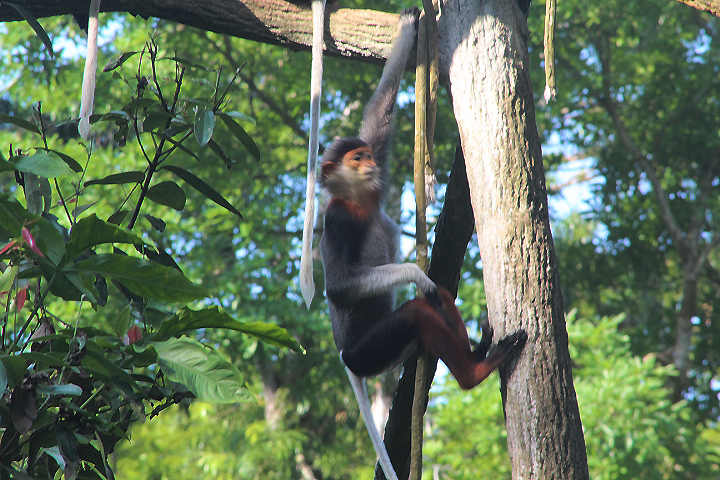 Red-shanked douc (Pygathrix nemaeus)