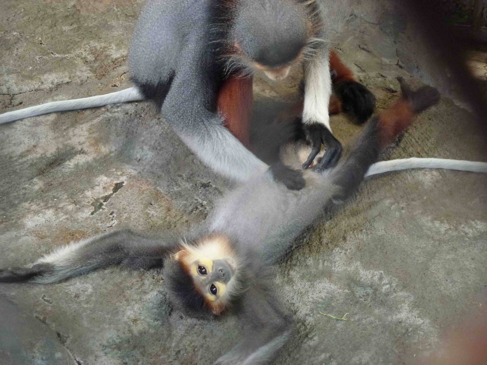 Red-shanked doucs, July 2013.