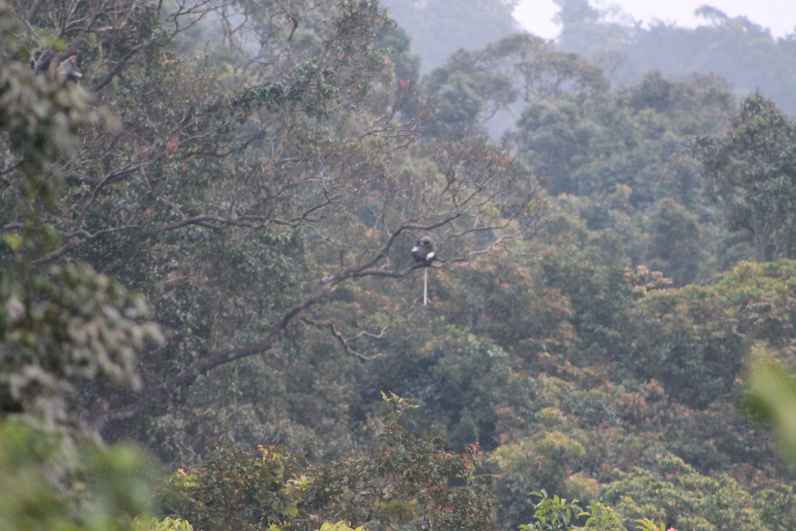 Red-shanked Doucs (Pygathrix naemeus)