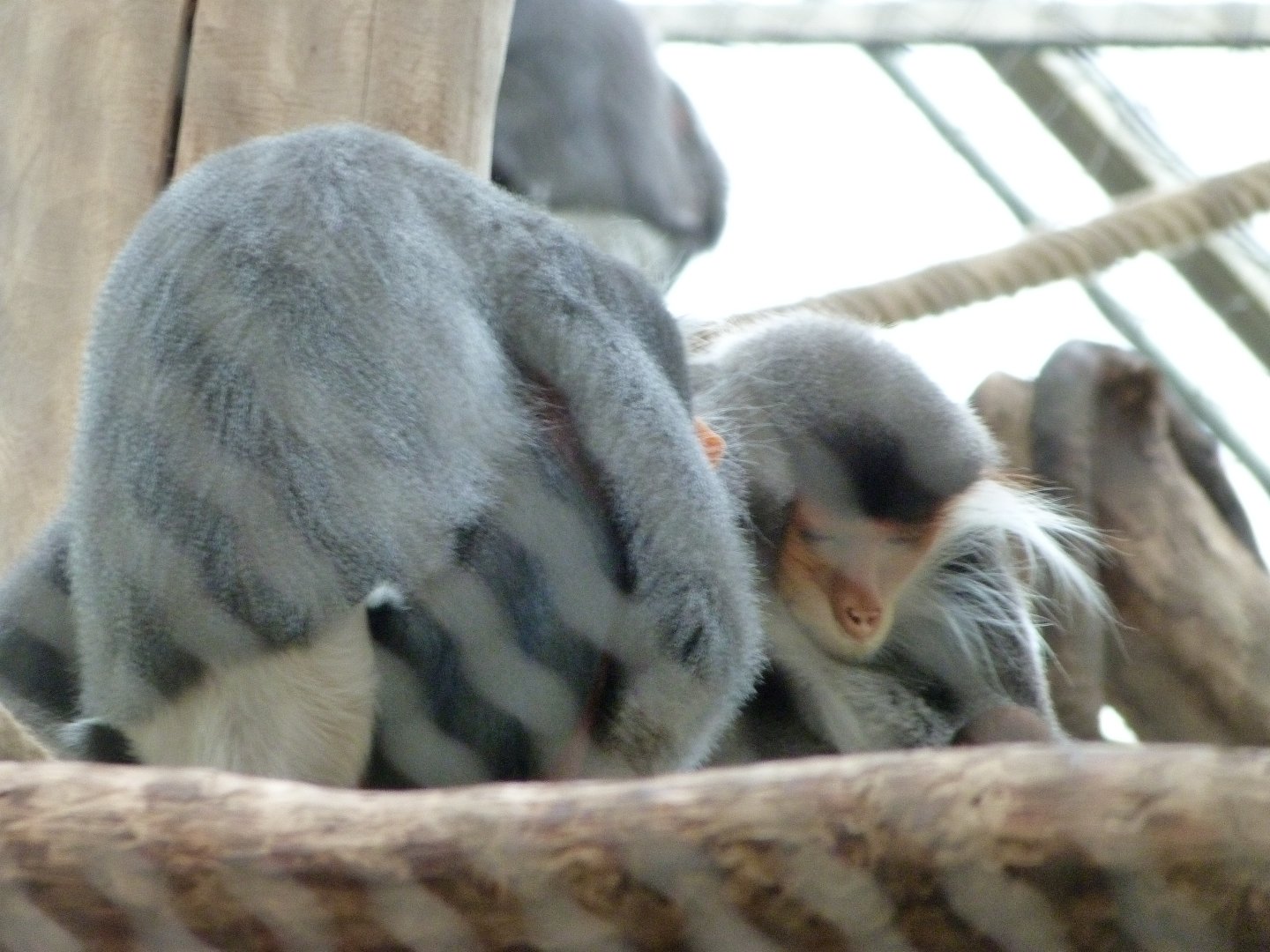 Red-shanked doucs -ZooParc de Beauval (2025)