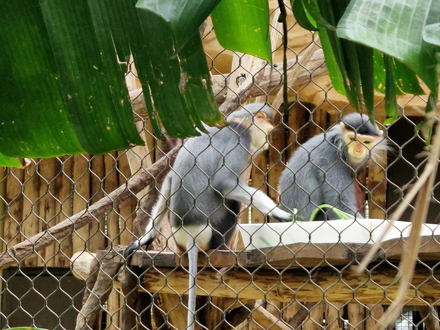 Red Shanked duk langur