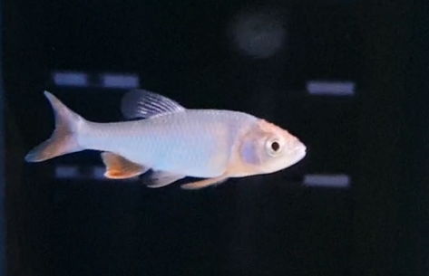 Red shiner - Cyprinella lutrensis