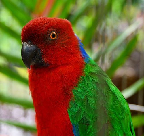 Red shining-parrot.   Fiji