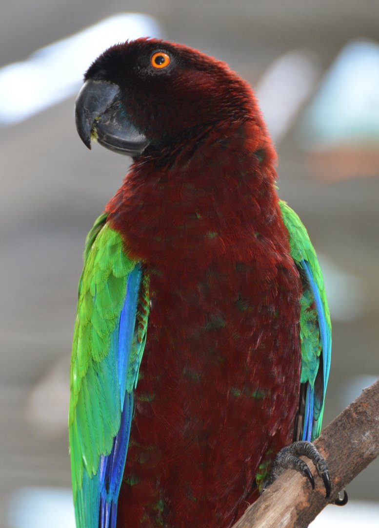 Red shining-parrot.   Fiji