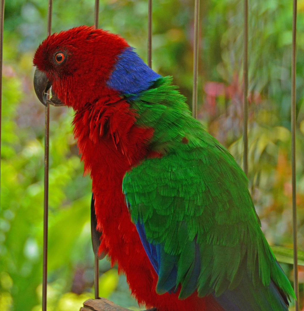 Red shining-parrot.    Fiji